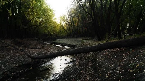 Woods Drone flythrough Stock Footage 146135911