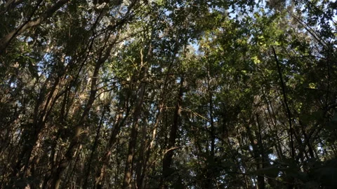 Woods during summer. Low angle static shot with camera tilted up towards sky Vídeos de archivo 135361461