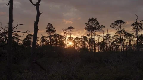 Woods as Dusk Falls Video stock 277171313