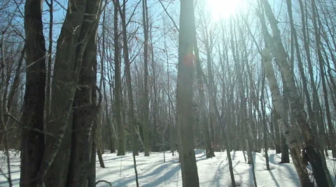 Woods in early Spring, slider move Stock Footage 48707184