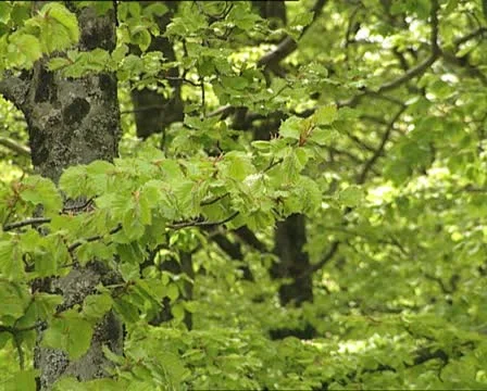WOODS elm branches Video stock 12121481