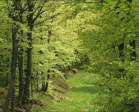 WOODS elms and beeches Video stock 12121611