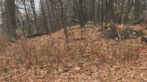 Woods in the Fall Stock Footage 160758620