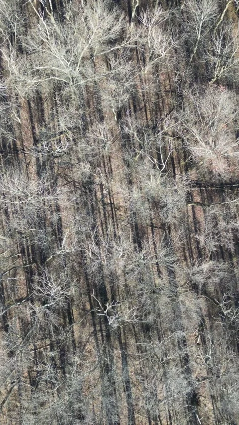 The woods in fall 動画素材 225525302