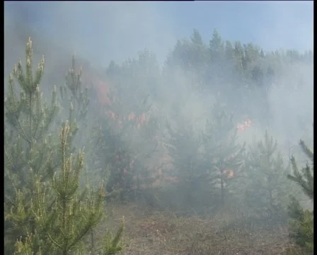 Woods On Fire Stockbeeldmateriaal 1039400