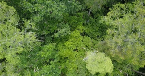 The woods flyover in 4K Stock-Footage 88791648