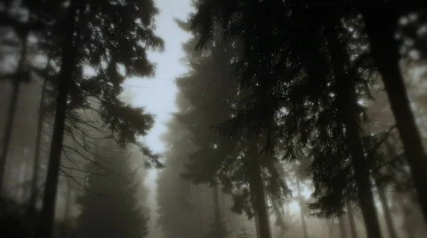 Woods Stock Footage 599246