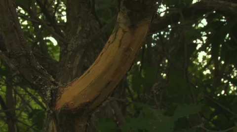 In the Woods 库存影片 1048389