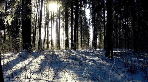 In the woods 動画素材 34932124