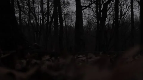 The woods Vidéo 45187699