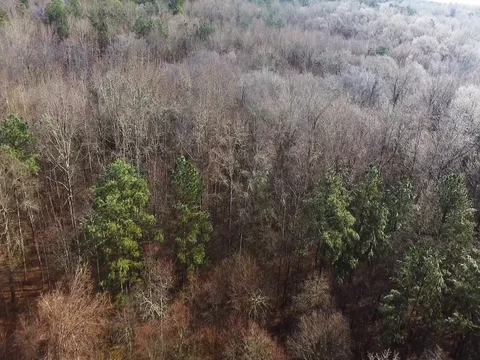 Woods 動画素材 77450421