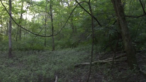 Woods Stock Footage