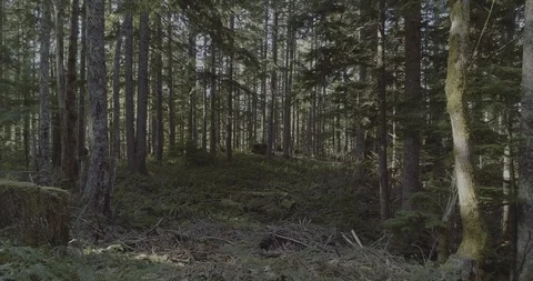 Into the woods Stock Footage 88604877