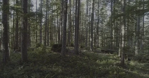 Into the woods Stock Footage 88605971