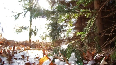 Woods Stock Footage 98678951