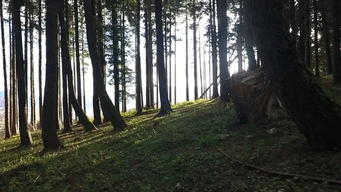 Woods Video stock 104005693