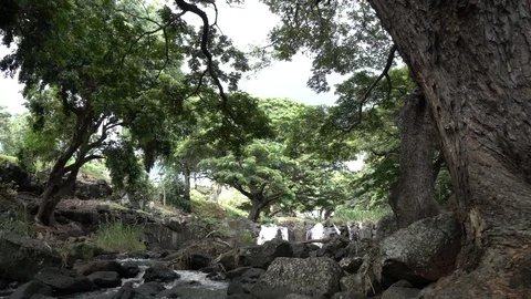 The Woods Stock Footage 104825346