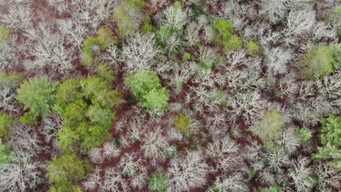 Woods Stock Footage 105550156