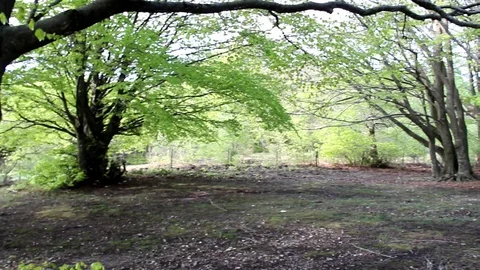 In the woods Stock Footage 107967485