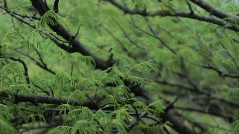 Woods Stockbeeldmateriaal 124376940