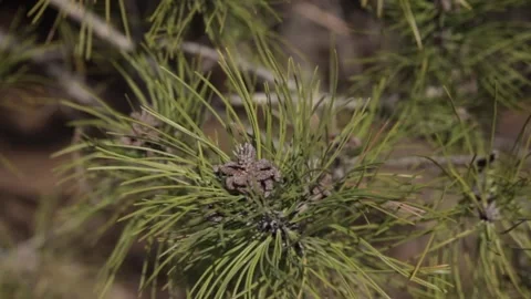 In the woods Stock Footage 130867937