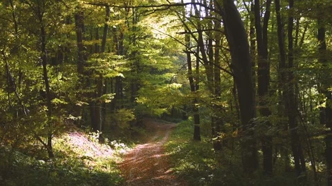  In the woods. Stock Footage 131504042