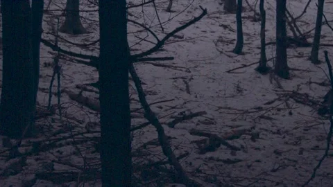 Into the Woods Stock Footage 137642811