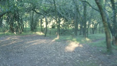 Into the woods 库存影片 151934550