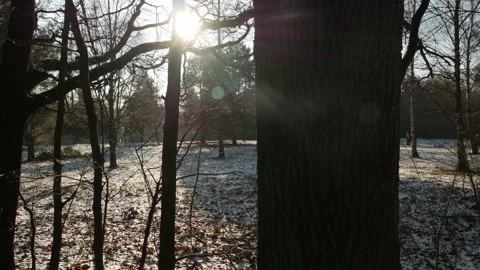 Woods Stock Footage 168944590