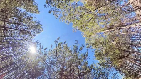 Woods Stock Footage 169577393