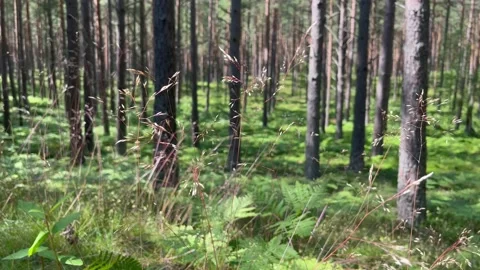 In the woods Stock Footage 201531721