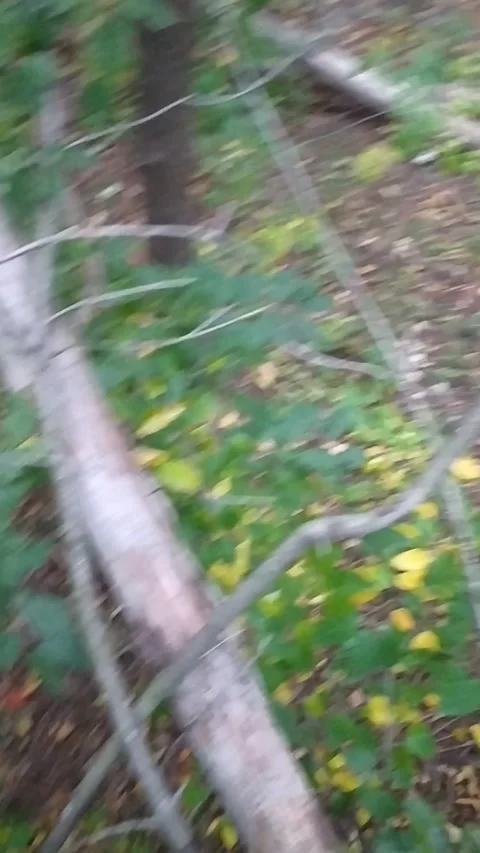 In the woods Video stock 226404931