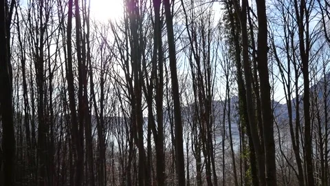 Woods Stock Footage 232788822