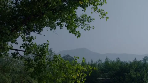 The woods Stock Footage 235269369