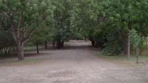 In the Woods Stock Footage 260206108