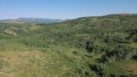 The woods 動画素材 296795353