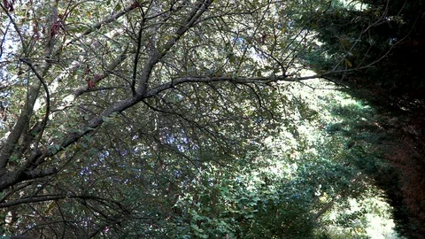 Woods with footpath Stock Footage 118047768