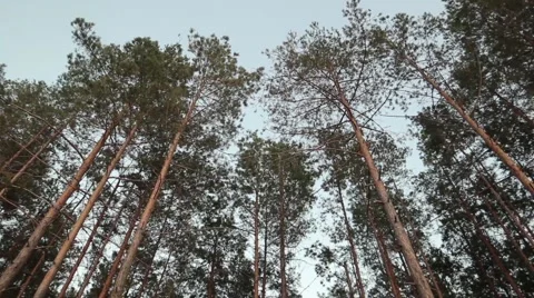 In the woods, forest 스톡 동영상 41779772