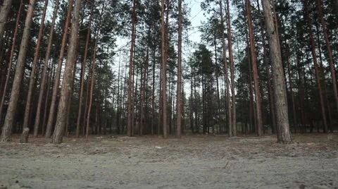 In the woods, forest 스톡 동영상 41779847