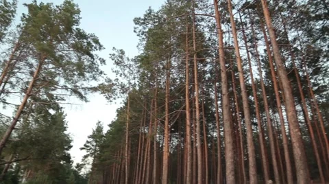 In the woods, forest Stock Footage 41779951