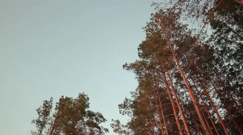 In the woods, forest Stock Footage 41780715