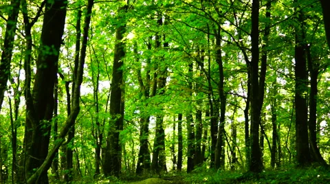 Woods forest, trees background, green nature landscape,midsummer, pan Stock Footage 54140733