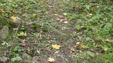 Woods forest. trees background. green nature landscape. wilderness Stock Footage 68200925