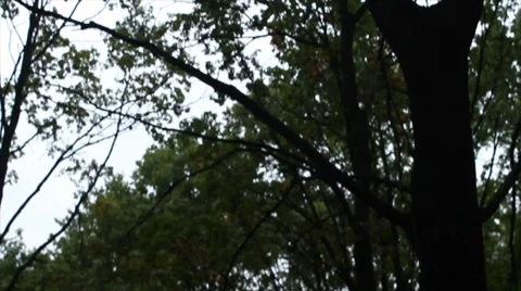 Woods forest. trees background. green nature landscape. wilderness Stock-Footage 68201012