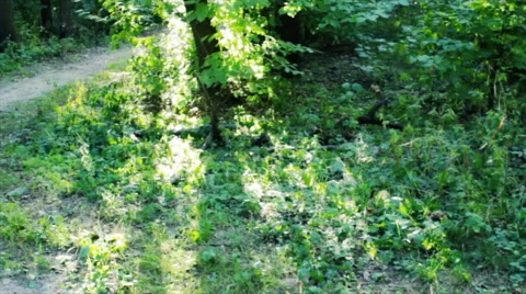 Woods forest. trees background. green nature landscape. wilderness Stock Footage 68617721