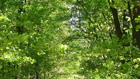 Woods forest. trees background. green nature landscape. wilderness Stock-Footage 69181478