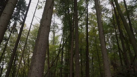 Woods forest. trees background. green nature landscape. wilderness. Stock Footage 82406018