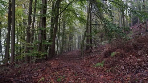 Woods forest. trees background. green nature landscape. wilderness. Stock Footage 82409089