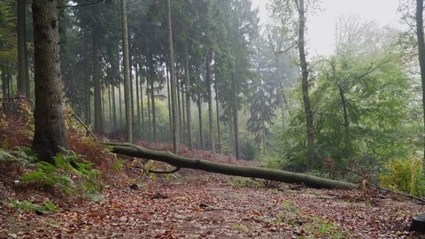 Woods forest. trees background. green nature landscape. wilderness. Stock Footage 82409374