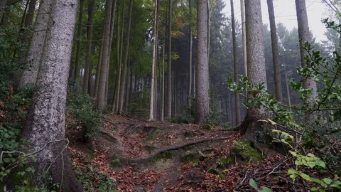 Woods forest. trees background. green nature landscape. wilderness. Stock Footage 82409511